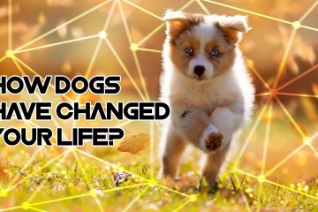 How dogs have changed your life?